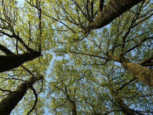 Erdőanyai tanösvény Visegrádnál, ahol "őserdőben" kirándulhattok